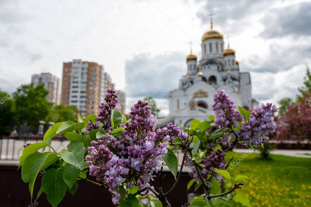 Flowering Lilac (lat. Syringa), Reutov, Moscow region, Russian Federation, May 16, 2020