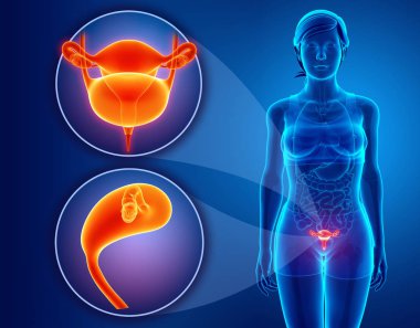 kadın renal sistem anatomisi