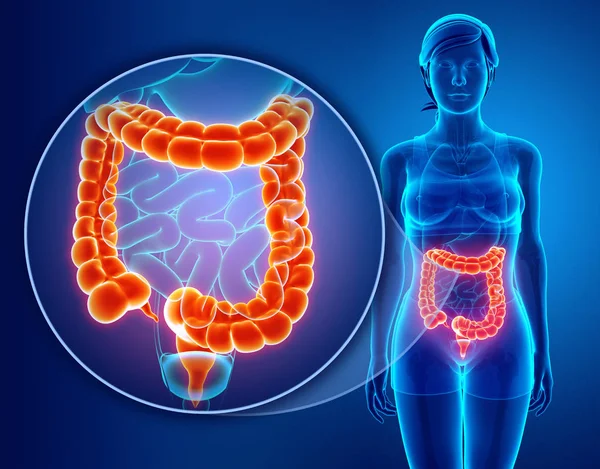 3d renderizado de intestino grueso humano —  Fotos de Stock