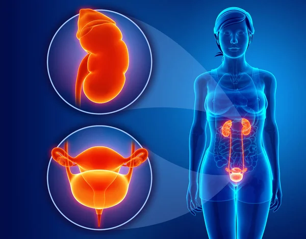 Anatomie ženského systému ledvin — Stock fotografie