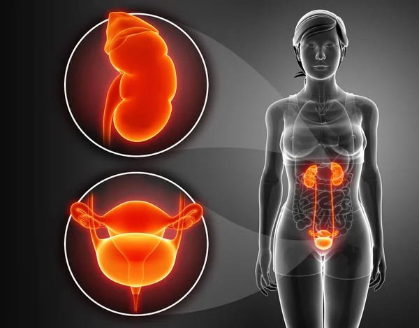 Anatomia sistemului RENAL feminin — Fotografie, imagine de stoc