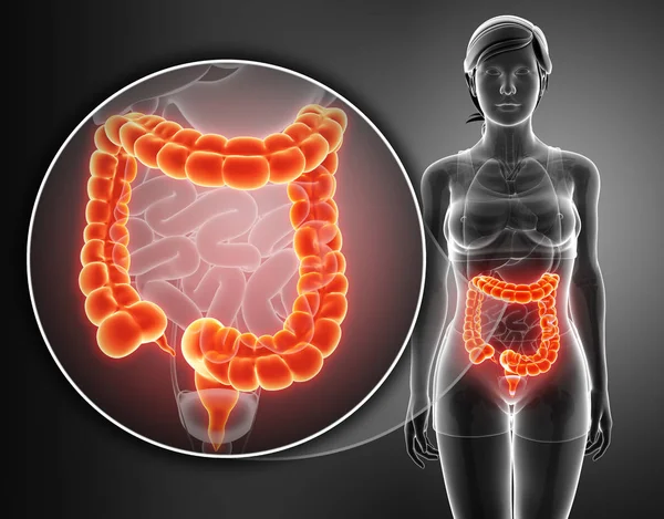 3d renderizado de intestino grueso humano — Foto de Stock