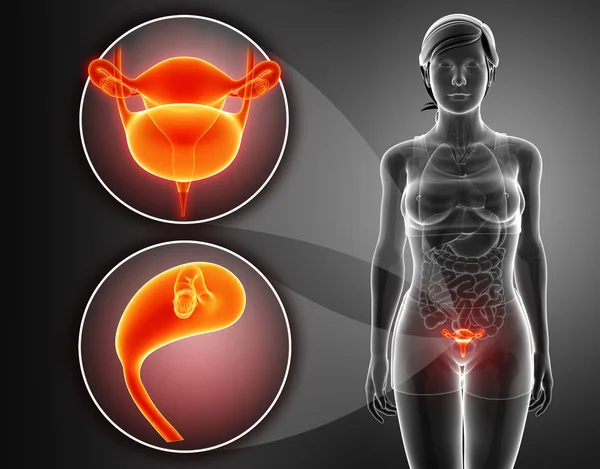 Anatomía del sistema renal femenino — Foto de Stock