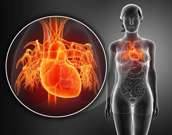 3d renderizado de anatomía del corazón humano — Foto de Stock