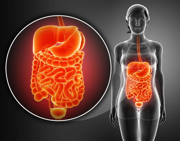 3d render of  digestive system — Stock Photo, Image