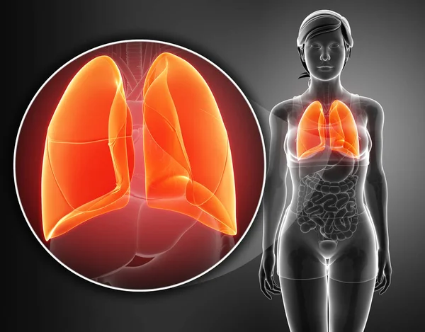 Sistema respiratorio humano con pulmones —  Fotos de Stock