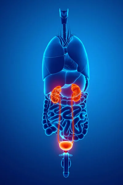 3D Darstellung der Anatomie menschlicher Nieren lizenzfreie Stockbilder