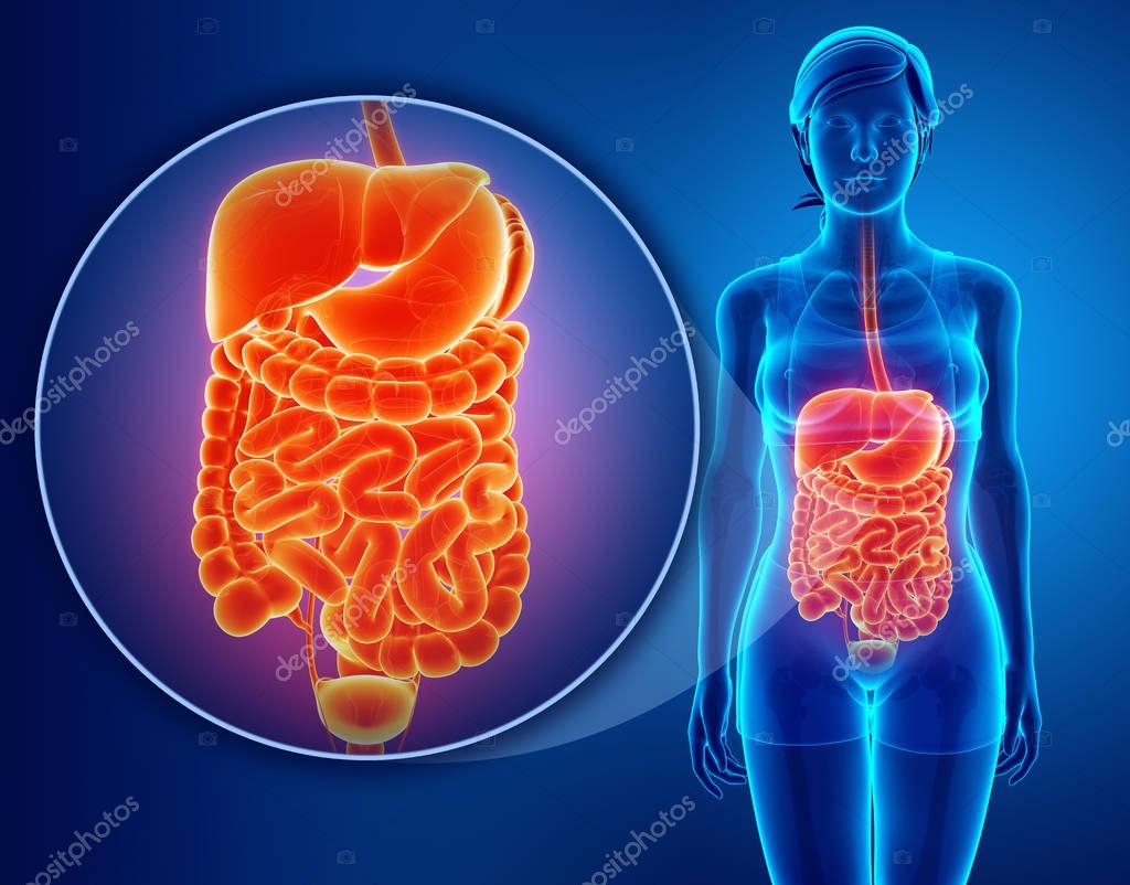 render 3D del sistema digestivo — Fotos de Stock © pixdesign123 #141999046
