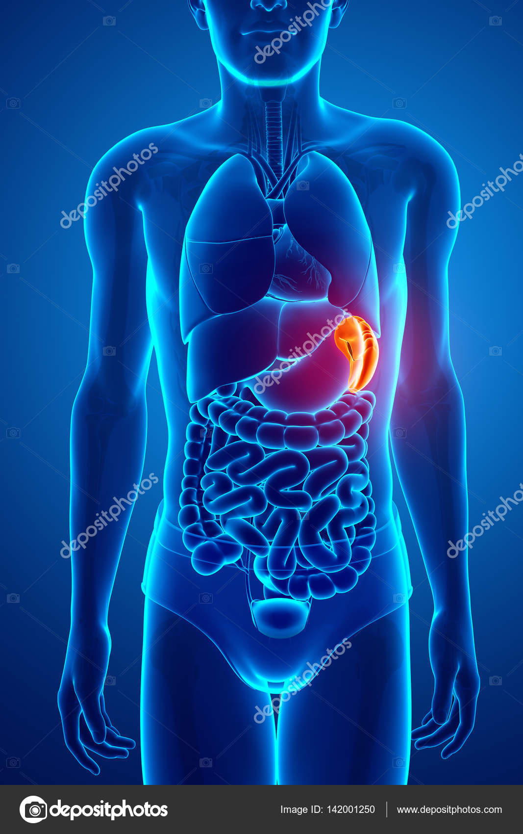 Human Anatomy Organs Spleen