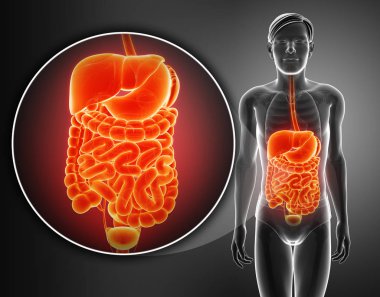 3D render sindirim sistemi