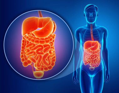 3D render sindirim sistemi