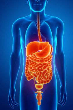 3d render of  digestive system clipart