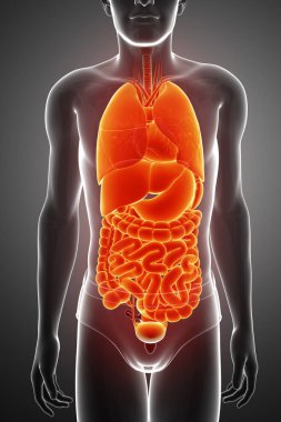 3d render of digestive system clipart