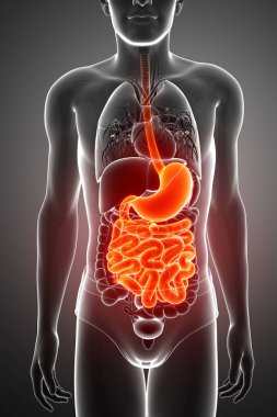 3d render of  Small intestine anatomy clipart