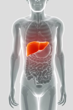 3D render, erkek karaciğer anatomisi