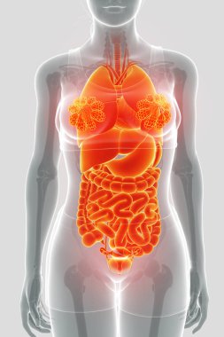 3d render of digestive system clipart