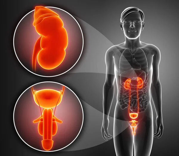 3d render of  Male reproductive system