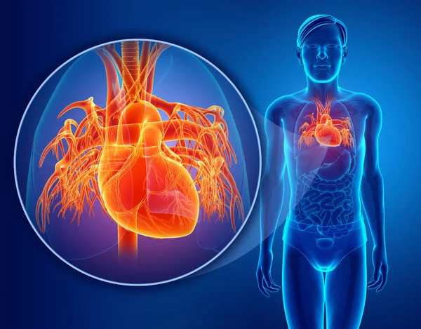 İnsan kalp anatomi 3D render — Stok fotoğraf