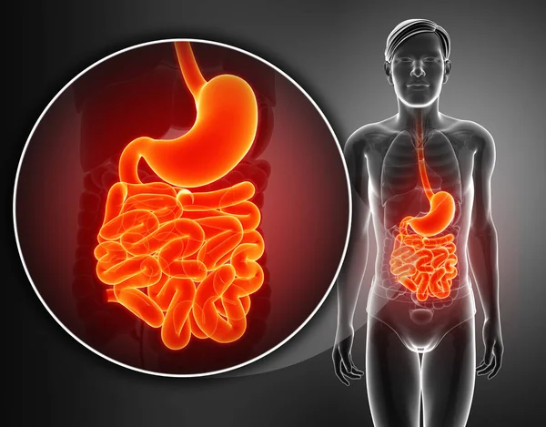 3D vykreslení tenké střevo anatomie — Stock fotografie