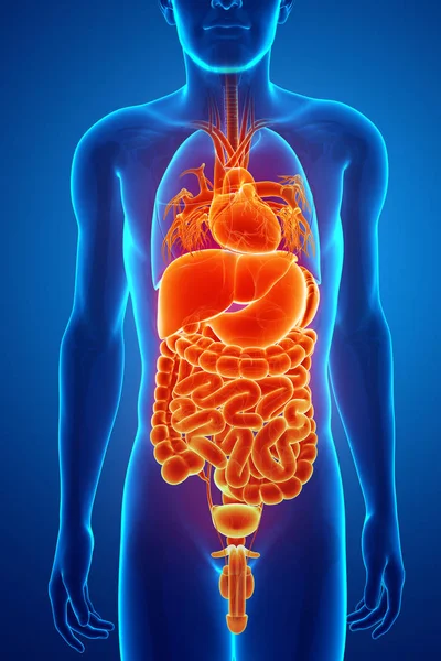 3d renderização do sistema digestivo — Fotografia de Stock