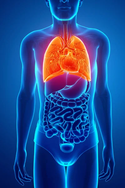Menschliches Atmungssystem mit Lungen — Stockfoto