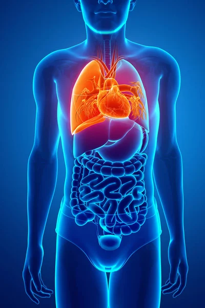 Sistema respiratorio humano con pulmones — Foto de Stock