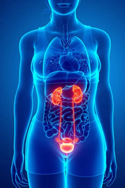 Anatomía del sistema renal femenino — Foto de Stock