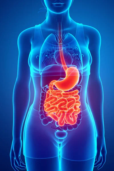 Renderização 3d da anatomia do intestino delgado — Fotografia de Stock