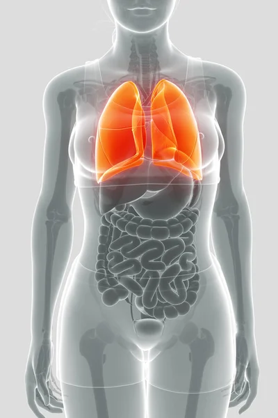 Sistema respiratorio humano con pulmones —  Fotos de Stock