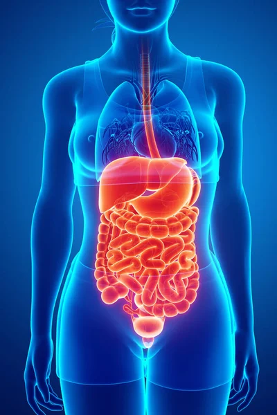 3d renderizado del sistema digestivo —  Fotos de Stock