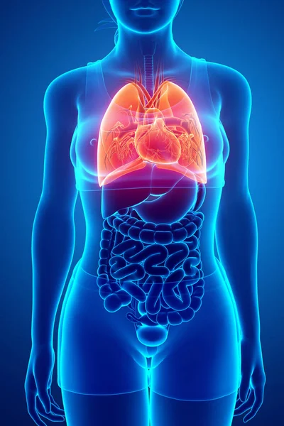 Mänskliga andningsorganen med lungor — Stockfoto