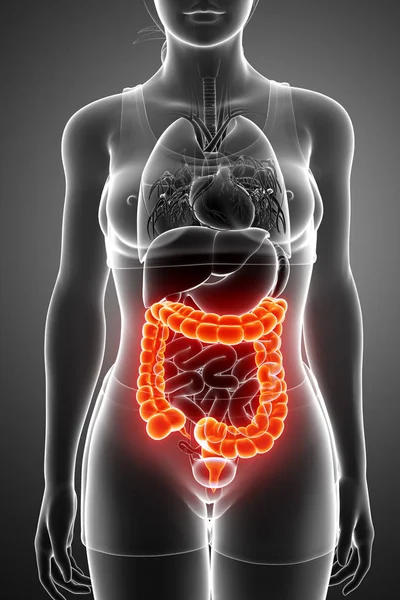 3d Render of Human Large Intestine — Stock Photo, Image