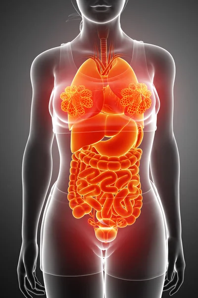 3d renderizado del sistema digestivo — Foto de Stock