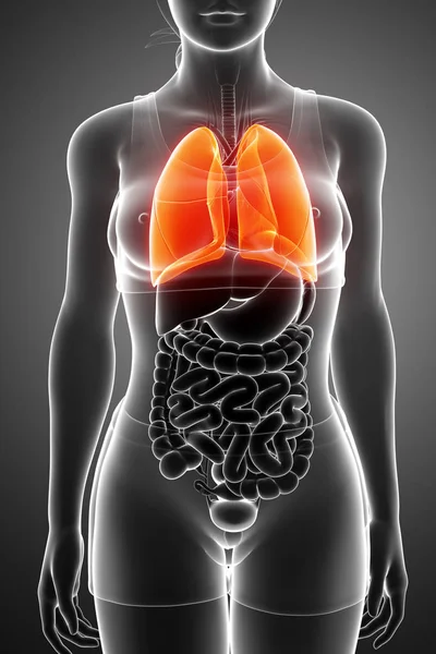 Ludzki układ oddechowy z płuc — Zdjęcie stockowe