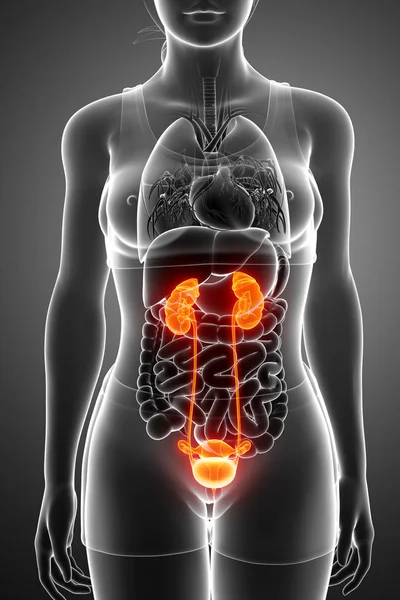 Anatomía del sistema renal femenino — Foto de Stock