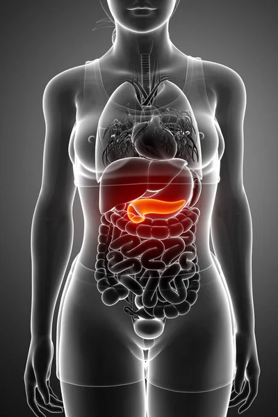 胰腺解剖的 3d 渲染 — 图库照片