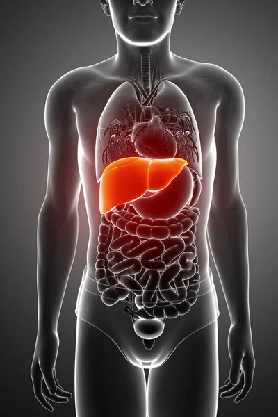 3d 渲染的男性肝脏解剖 — 图库照片