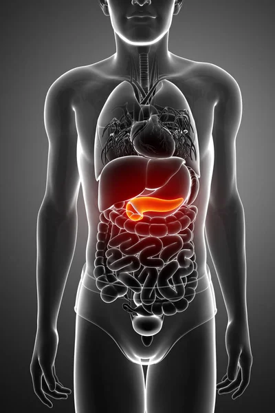 3d renderizado de la anatomía del páncreas — Foto de Stock
