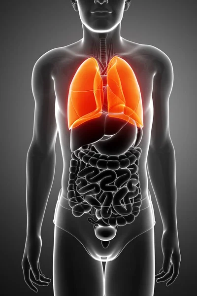 Apparato respiratorio umano con polmoni — Foto Stock