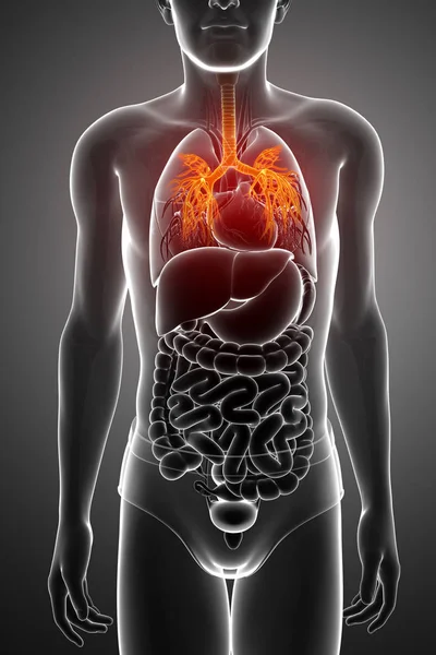 Antike medizinisch wissenschaftliche Illustration des Bronchialbaums — Stockfoto