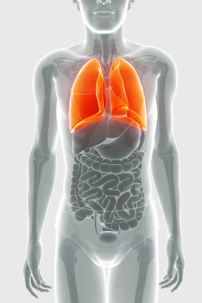 Menneskeligt åndedrætssystem med lunger - Stock-foto