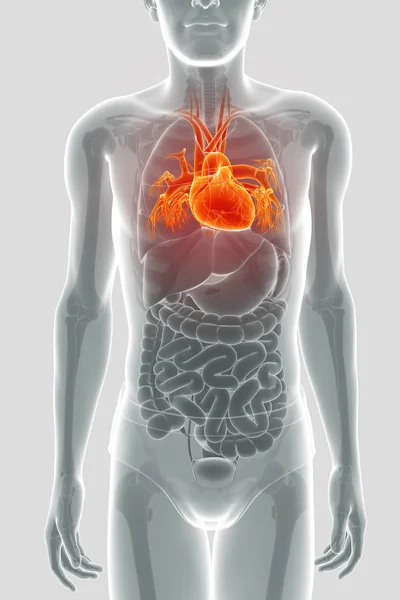 3D render anatomii ludzkiego serca — Zdjęcie stockowe