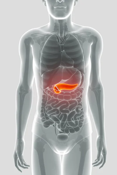 3d render of  pancreas anatomy — Stock Photo, Image