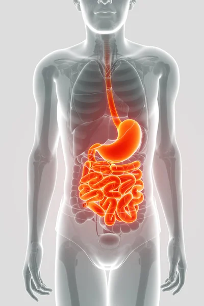 Rendering 3d di anatomia dell'intestino tenue — Foto Stock