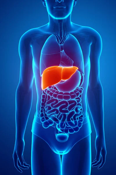 3d Render of Male liver anatomy — Stock Photo, Image