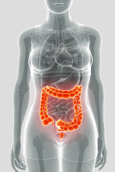 Renderização 3d do intestino grande humano — Fotografia de Stock