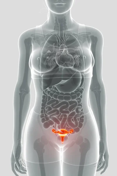 여성의 생식 시스템의 3d 렌더링 — 스톡 사진