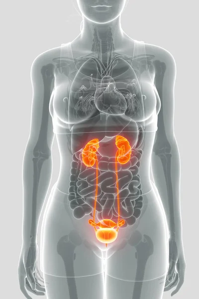 Anatomia do sistema renal feminino — Fotografia de Stock