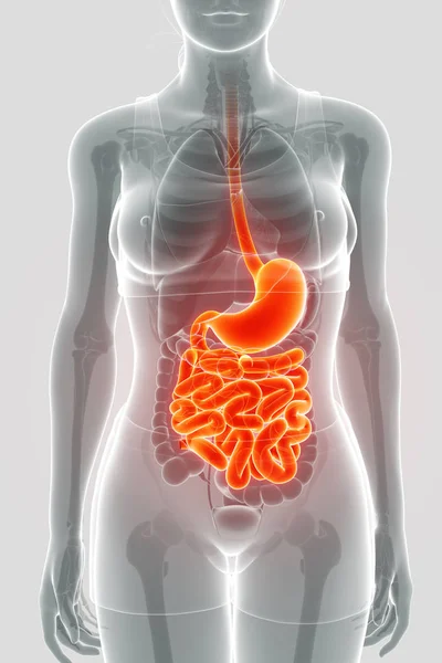 Rendering 3d di anatomia dell'intestino tenue — Foto Stock