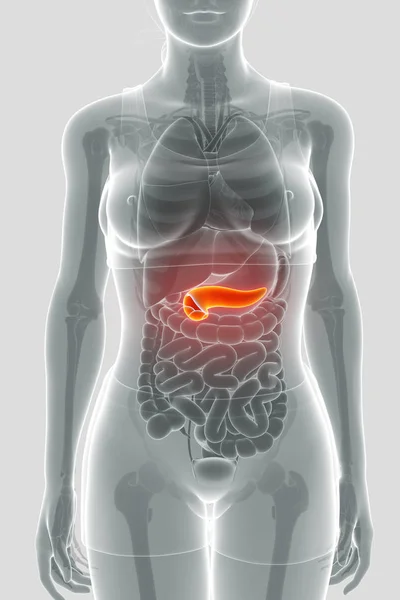 胰腺解剖的 3d 渲染 — 图库照片
